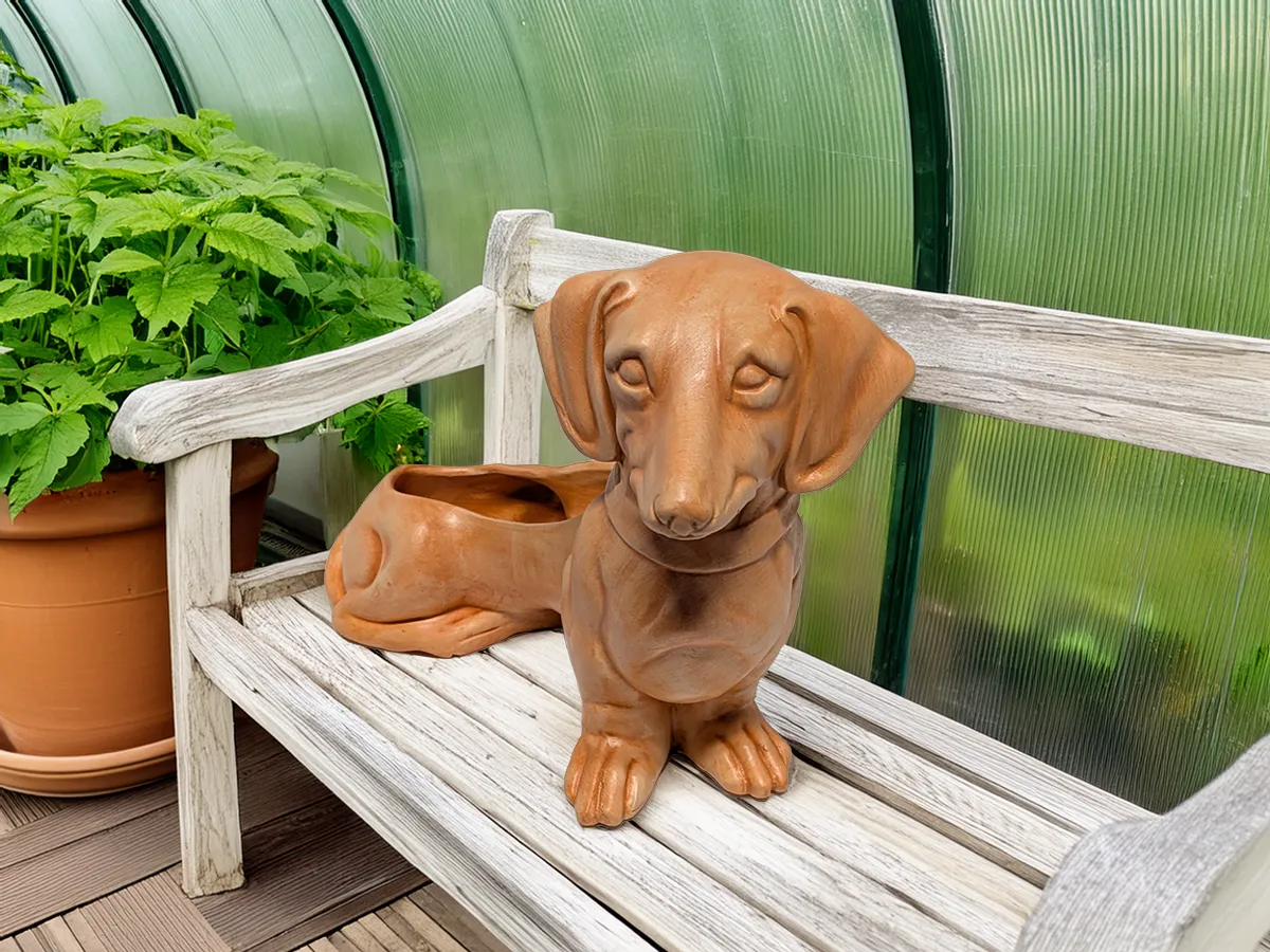 Dachshund